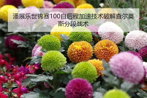 潘展乐世锦赛100自后程加速技术破解查尔莫斯分段战术